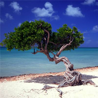 綠島珊瑚大白化後回復平穩 陸域發現稀有植物「蘭嶼牛栓藤」 - 國家地理雜誌中文網